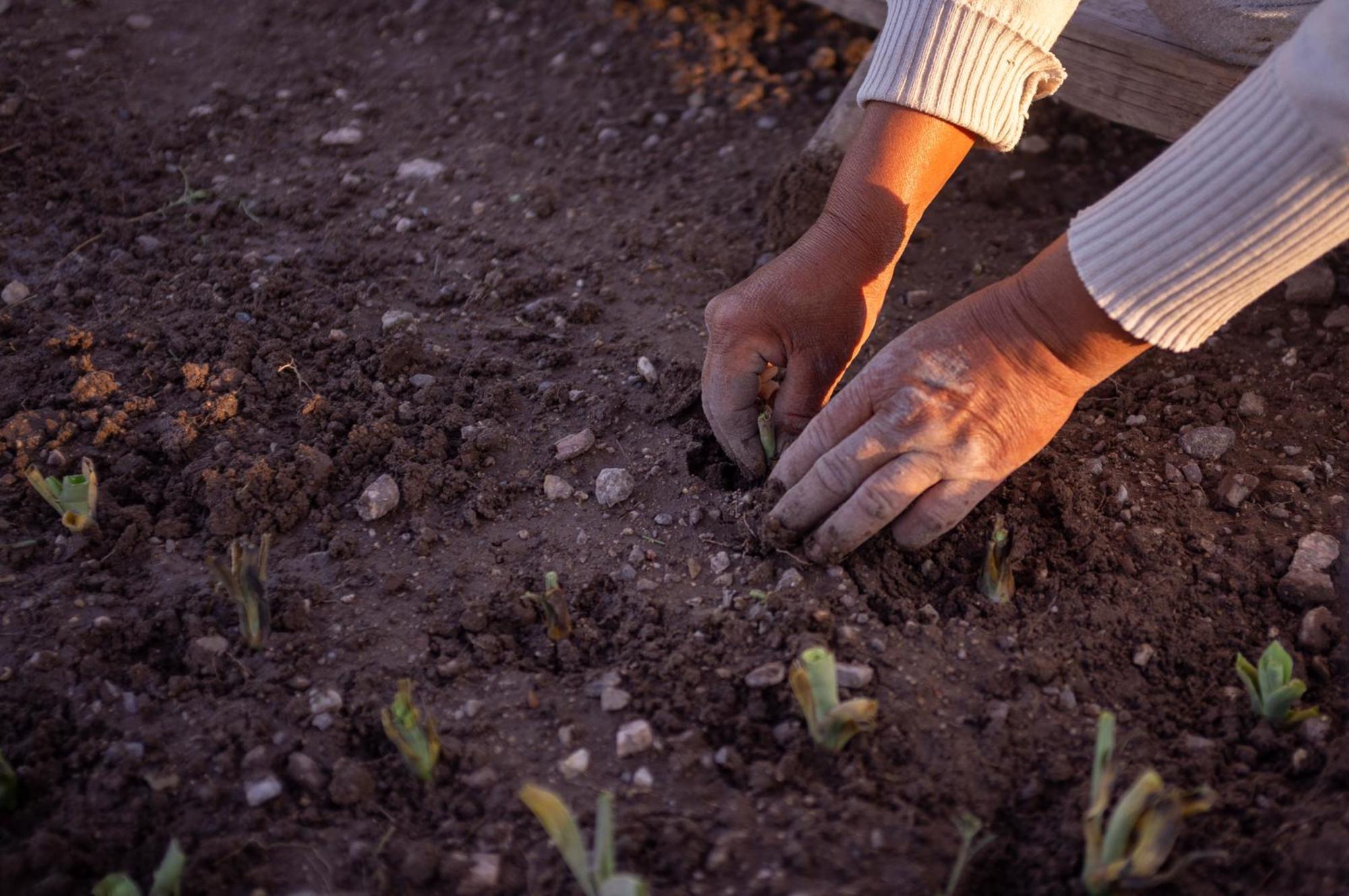Manos de mujer campesina
